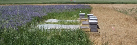 Honey Bee Colonies at field site (Phacelia tanacetifolia)