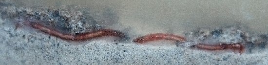 Larvae of Chironomus riparius dwelling in the sediment