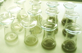Algae in test vessels with test item of different concentrations