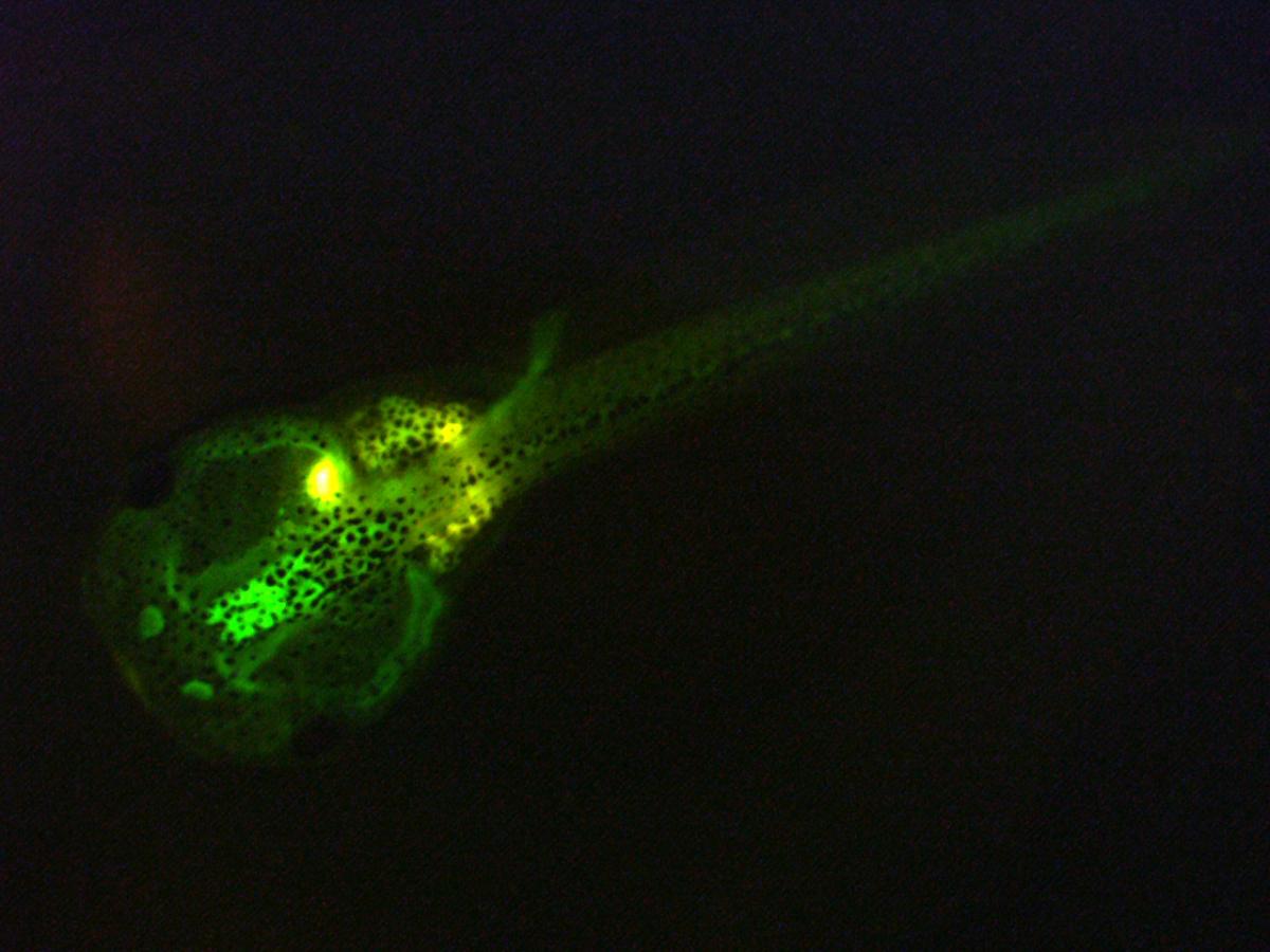 Oecd 248 Xenopus Eleutheroembryo Thyroid Assay Ibacon Gmbh