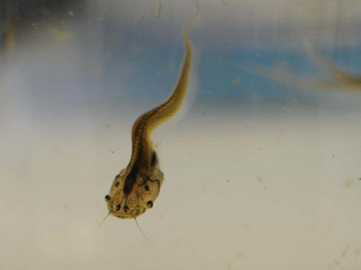 Xenopus laevis tadpole (OECD 231 / 241 study)